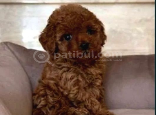 Mükemmel Toy Poodle Yavrular Ruhsatlı Çiftlik Güvencesiyle görsel