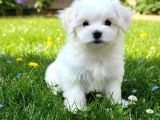 Matese Terrier Irkının En Özel Yavruları