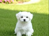 Matese Terrier Irkının En Özel Yavruları