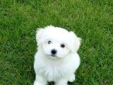 Matese Terrier Irkının En Özel Yavruları