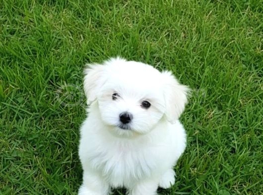 Matese Terrier Irkının En Özel Yavruları görsel