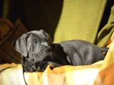 Cane Corso En Kalitelisi Dev Irkının En Iyisi