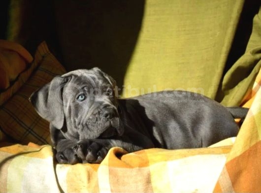 Cane corso en kalitelisi dev ırkının en iyisi