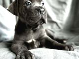 Cane Corso En Kalitelisi Dev Irkının En Iyisi