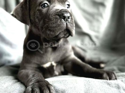 Cane Corso En Kalitelisi Dev Irkının En Iyisi görsel