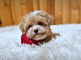Maltipoo Yavrularımız En Özeli