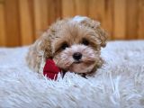 Maltipoo Yavrularımız En Özeli