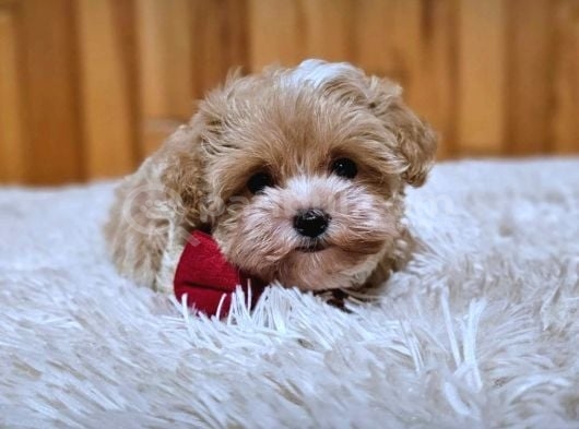 Maltipoo Yavrularımız En Özeli görsel