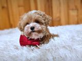 Maltipoo Yavrularımız En Özeli