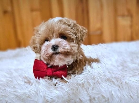 Maltipoo Yavrularımız En Özeli