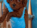 Antialerjik Toy Poodle Yavrular