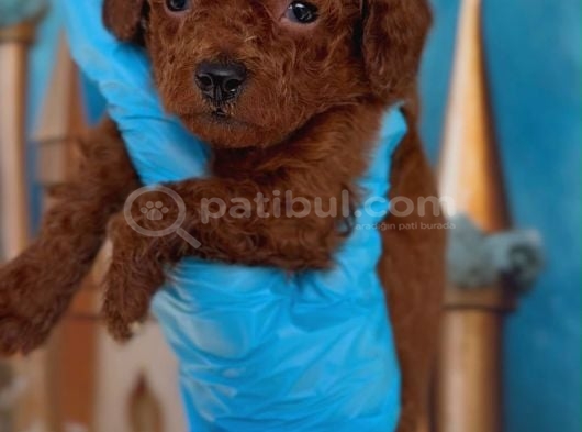 Antialerjik Toy Poodle Yavrular görsel