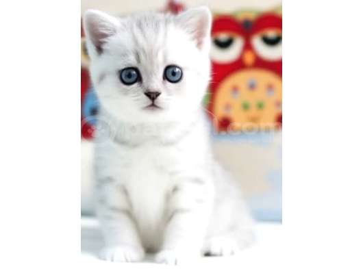 Siyah ve beyazın asıl rengi ns24 british shorthair