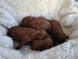 Korekan Toy Poodle Yavrularımız