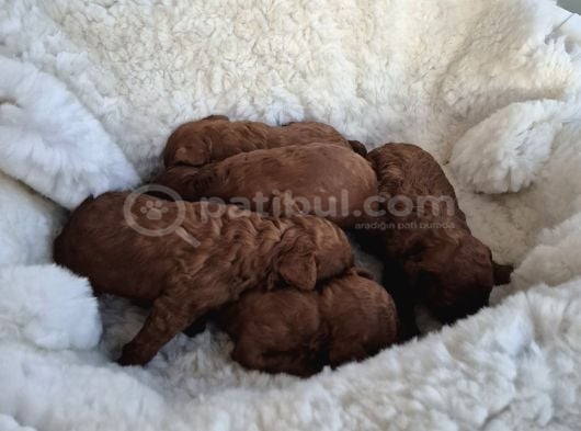 Korekan Toy Poodle Yavrularımız görsel