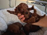Korekan Toy Poodle Yavrularımız