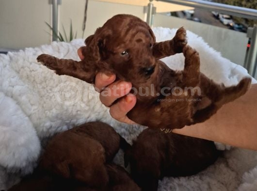 Korekan Toy Poodle Yavrularımız görsel