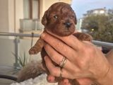 Korekan Toy Poodle Yavrularımız