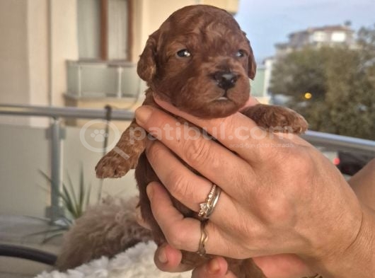 Korekan Toy Poodle Yavrularımız görsel