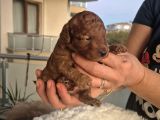 Korekan Toy Poodle Yavrularımız
