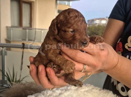 Korekan Toy Poodle Yavrularımız görsel