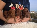 Korekan Toy Poodle Yavrularımız