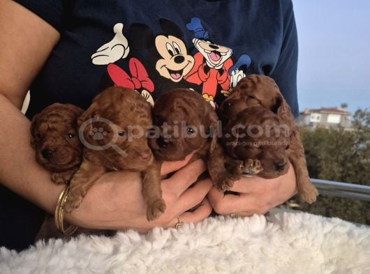 Korekan Toy Poodle Yavrularımız