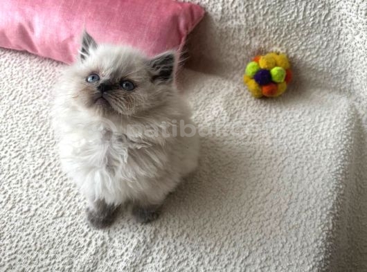 Özel Renk Blue Longhair Yavrumuz görsel