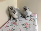 Scottish Longhair Sağlıklı Yavrular