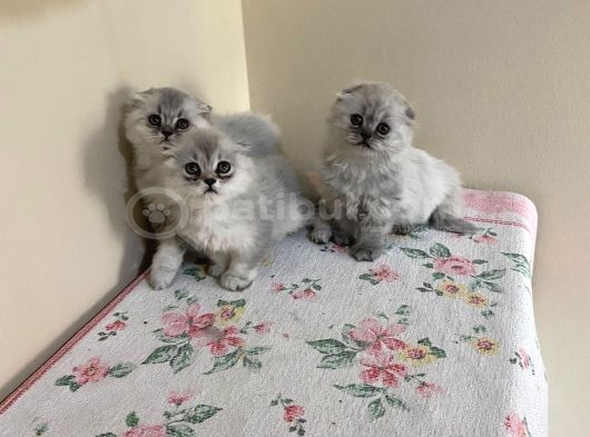 Scottish Longhair sağlıklı Yavrular