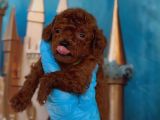 Antialerjik Toy Poodle Yavrular