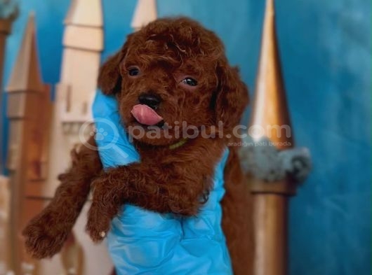 Antialerjik Toy Poodle Yavrular görsel