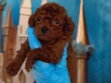 Antialerjik Toy Poodle Yavrular
