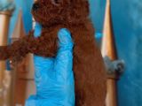 Antialerjik Toy Poodle Yavrular
