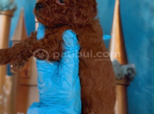 Antialerjik Toy Poodle Yavrular görsel