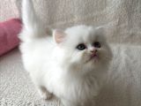 En Nadir Bulunan Renk Pembe Burun Longhair