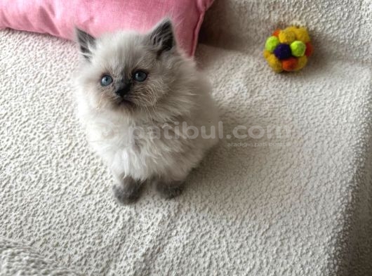 Özel Renk Blue Longhair Yavrumuz görsel