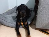 5 Aylık Doberman