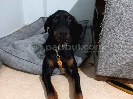 5 Aylık Doberman