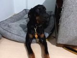 5 Aylık Doberman