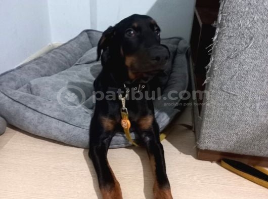 5 Aylık Doberman görsel