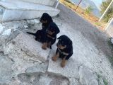 A Kalite Kusursuz Anatomide Rottweiller Bebekler