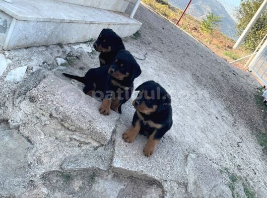 A Kalite Kusursuz Anatomide Rottweiller Bebekler görsel