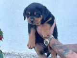 A Kalite Kusursuz Anatomide Rottweiller Bebekler