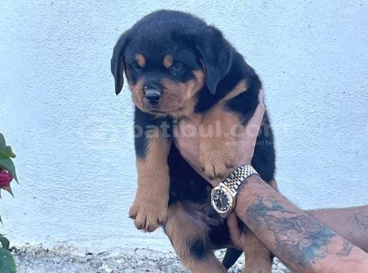 A Kalite Kusursuz Anatomide Rottweiller Bebekler görsel