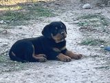 A Kalite Kusursuz Anatomide Rottweiller Bebekler