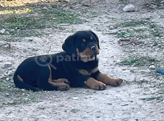 A Kalite Kusursuz Anatomide Rottweiller Bebekler görsel