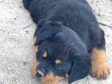 A Kalite Kusursuz Anatomide Rottweiller Bebekler