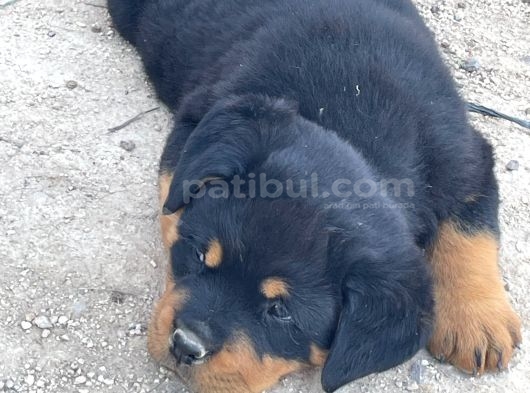 A Kalite Kusursuz Anatomide Rottweiller Bebekler görsel