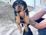 A Kalite Kusursuz Anatomide Rottweiller Bebekler